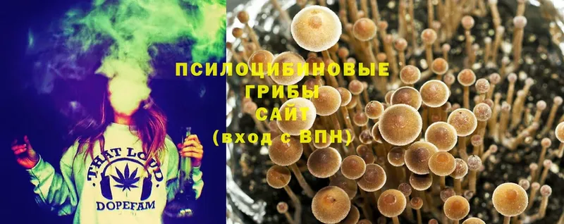 Псилоцибиновые грибы Psilocybe  площадка состав  Истра 